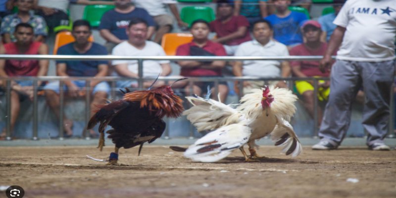 Đá gà tre VSBET với lối đá nhanh, linh hoạt và đầy chiến thuật