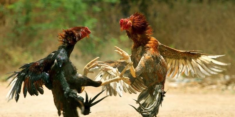 Hình thức kê chiến Thomo thu hút đông đảo bet thủ tham gia