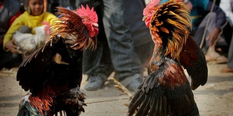 Người chơi cần trở thành hội viên qua đăng ký mới có thể đặt kèo