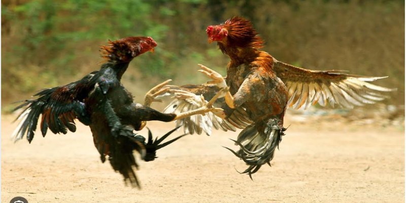Trải nghiệm đá gà đòn VSBET với những trận đấu kịch tính